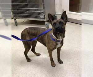 Mutt Dogs for adoption in Riverside, CA, USA