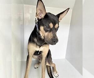 Doberman Pinscher-Unknown Mix Dogs for adoption in Houston, TX, USA