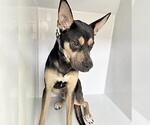 Small Doberman Pinscher Mix