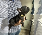 Small Photo #4 French Bulldog Puppy For Sale in PATTERSON, CA, USA
