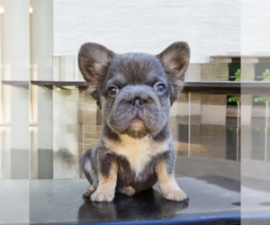 French Bulldog Puppy for sale in HOUSTON, TX, USA