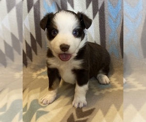 Miniature Australian Shepherd Puppy for sale in FORT MORGAN, CO, USA