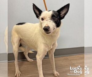 Jack Russell Terrier-Unknown Mix Dogs for adoption in Washington, DC, USA