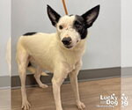 Small Jack Russell Terrier Mix