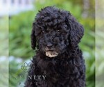 Small #2 Poodle (Miniature)