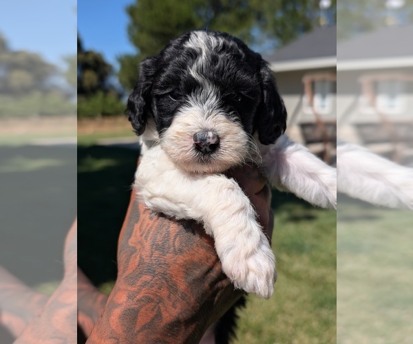 Medium Photo #1 Bernedoodle-Cavapoo (Miniature) Mix Puppy For Sale in SACRAMENTO, CA, USA