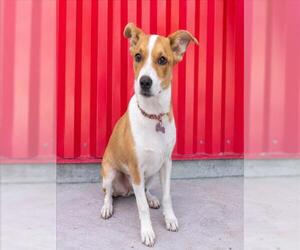 Basenji-Unknown Mix Dogs for adoption in Tracy, CA, USA