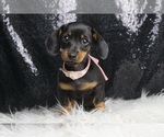 Puppy Carmella AKC Dachshund