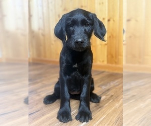 Goldador Doodle Puppy for Sale in ESTES PARK, Colorado USA