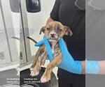 Small Chihuahua Mix