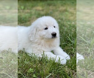 Great Pyrenees Puppy for sale in CLEMMONS, NC, USA