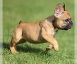 Small #4 French Bulldog