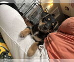 Small #1 Chihuahua Mix
