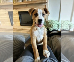 American Pit Bull Terrier-Unknown Mix Dogs for adoption in Polson, MT, USA