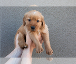 Puppy Tan Golden Retriever