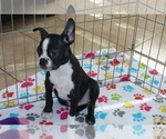 Small Photo #6 Boston Terrier Puppy For Sale in ORO VALLEY, AZ, USA