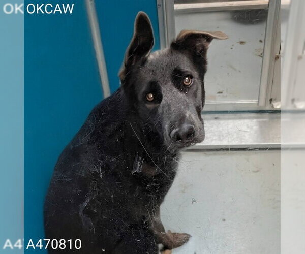 Medium Photo #1 German Shepherd Dog-Unknown Mix Puppy For Sale in Oklahoma City, OK, USA