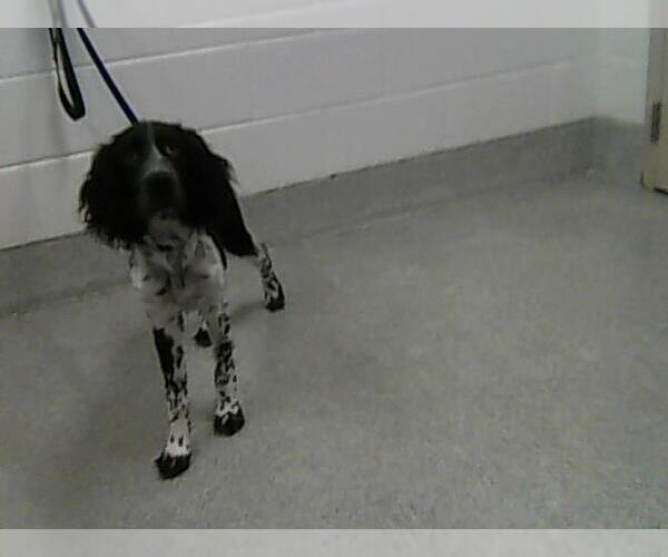 Medium Photo #1 --Unknown Mix Puppy For Sale in Fort Collins, CO, USA
