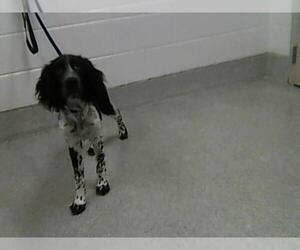 --Unknown Mix Dogs for adoption in Fort Collins, CO, USA