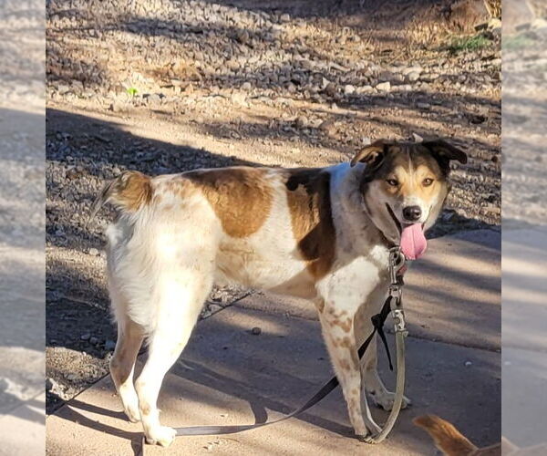Medium Photo #4 Mutt Puppy For Sale in Cottonwood, AZ, USA