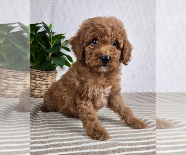 Medium Photo #3 Cavapoo Puppy For Sale in GREENFIELD, IN, USA