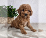 Small #2 Cavapoo