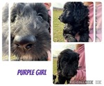 Puppy Purple Goldendoodle