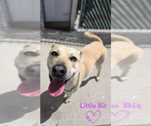 Black Mouth Cur-Unknown Mix Dogs for adoption in Monte Vista, CO, USA
