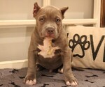 Puppy Khaki Collar American Bully