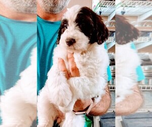 Aussiedoodle Puppy for sale in MARION, TX, USA