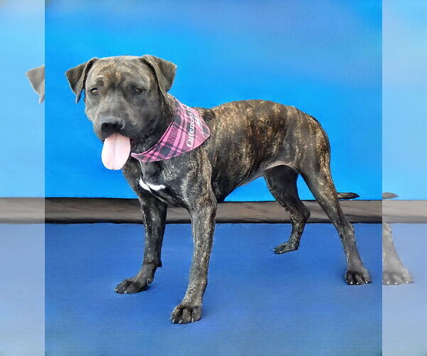 Medium Photo #2 American Pit Bull Terrier-Unknown Mix Puppy For Sale in Pasadena, CA, USA