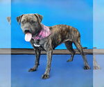 Small #1 American Pit Bull Terrier Mix