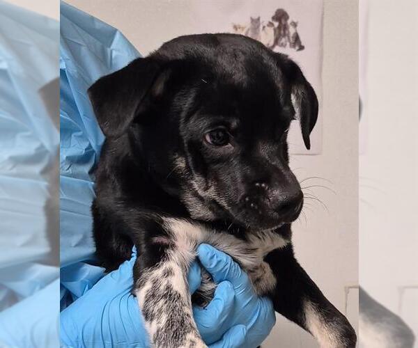 Medium Photo #1 Chihuahua-Unknown Mix Puppy For Sale in Bakersfield, CA, USA