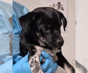 Chihuahua-Unknown Mix Dogs for adoption in Bakersfield, CA, USA