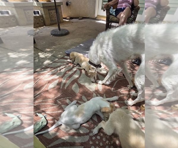 Medium Photo #4 Borzoi Puppy For Sale in YUCAIPA, CA, USA