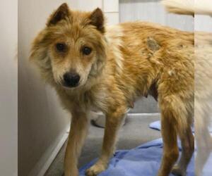 Shiba Inu-Unknown Mix Dogs for adoption in San Antonio, TX, USA