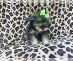 Small #4 Schnauzer (Miniature)