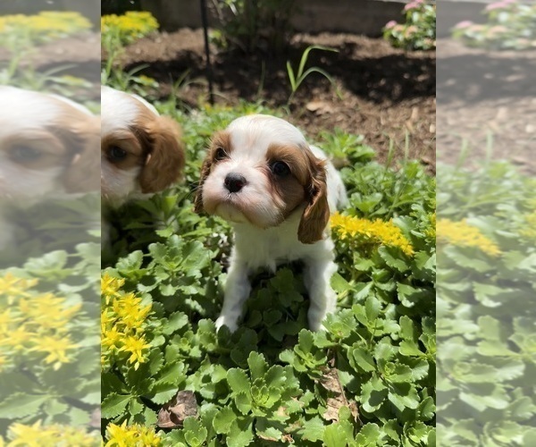 Medium Photo #1 Cavalier King Charles Spaniel Puppy For Sale in INDIAN MOUND, TN, USA