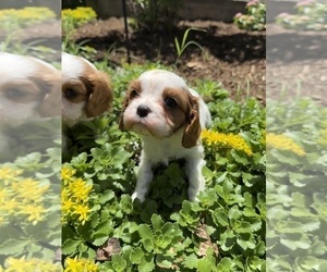 Cavalier King Charles Spaniel Puppy for sale in INDIAN MOUND, TN, USA