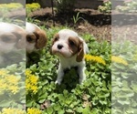 Small Cavalier King Charles Spaniel