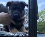 Small Photo #18 German Shepherd Dog Puppy For Sale in GREENWICH, NY, USA