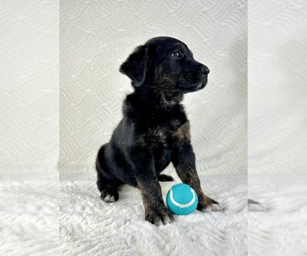 Medium Photo #5 Golden Shepherd Puppy For Sale in GREENFIELD, IN, USA