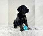 Small #4 Golden Shepherd