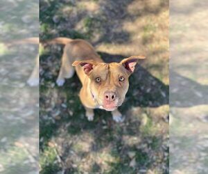 NaNa - Female American Pit Bull Terrier-Unknown Mix Dog for Adoption - Photo #4