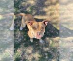 Small #3 American Pit Bull Terrier Mix