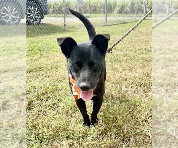 Medium Photo #12 Mutt Puppy For Sale in Abbeville, LA, USA