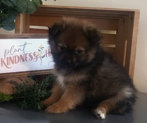 Pomeranian Puppy for sale in ORRVILLE, OH, USA