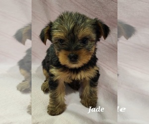 Yorkshire Terrier Puppy for sale in SHAWANO, WI, USA
