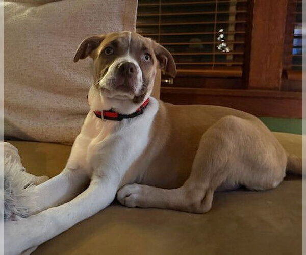 Medium Photo #2 Boxador Puppy For Sale in Genesee, WI, USA