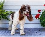 Small #7 Cockapoo